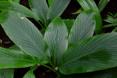 Curcuma longa, Zingiberaceae, Vietnamの写真素材