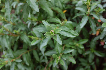 Cistus ladanifer (Cistaceae), outdoor plantsの写真素材