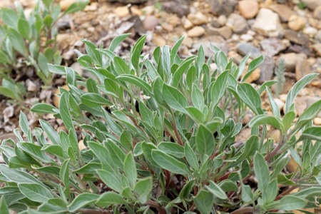 Oenothera macrocarpa (Incana), outdoor plantsの写真素材