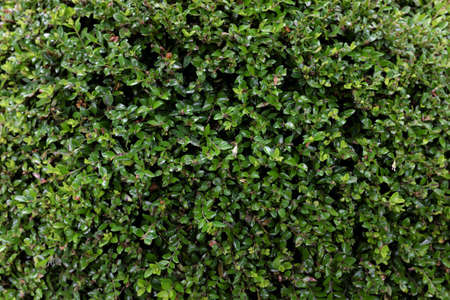 Lonicera nitida (Caprifoliaceae), outdoor plantsの写真素材