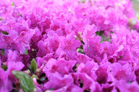 Rhododendron obtusum (Ericaceae), outdoor plantsの写真素材