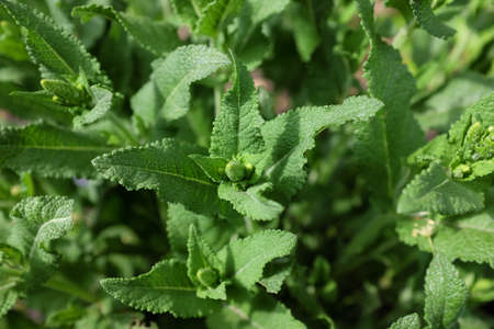 Salvia nemorosa (Porzellan), outdoor plantsの写真素材