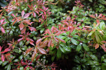 Pieris japonica (Ericaceae), outdoor plantsの写真素材