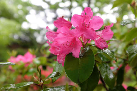 Rhododendron williamsianum (August Lamken), outdoor plantsの写真素材