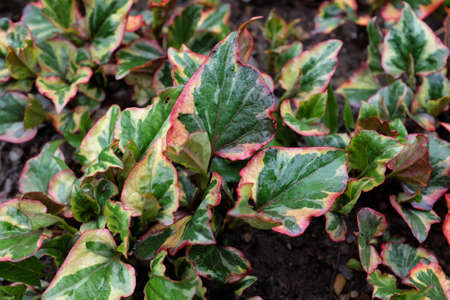 Houttuynia cordata (Chameleon), outdoor plantsの写真素材