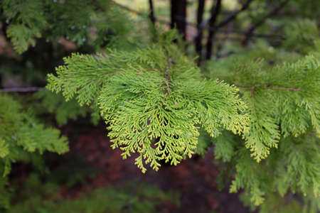 Chamaecyparis obtusa (Goldilocks), outdoor plantsの写真素材