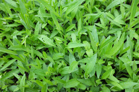 Arnica chamissonis (ssp. foliosa), outdoor plantsの写真素材