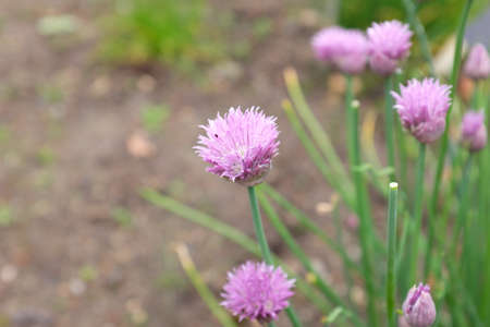 Allium schoenoprasum (var. forescate), outdoor plantsの写真素材