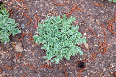 Sedum spectabile (Iceberg), outdoor plantsの写真素材