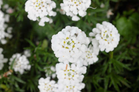 Iberis sempervirens (Brassicaceae), outdoor plantsの写真素材