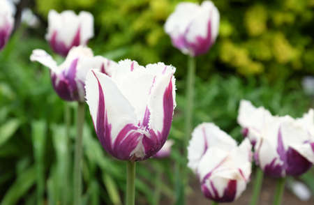 Tulipa (Flaming Baltic), outdoor plants 2020の写真素材