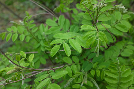 Anorpha fruticosa L. (Fabaceae), outdoor plantsの写真素材