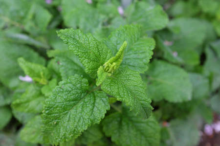 Salvia napifolia (Lamiaceae), outdoor plantsの写真素材
