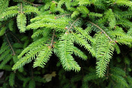 Picea abies L. (Nidiformis), outdoor plantsの写真素材