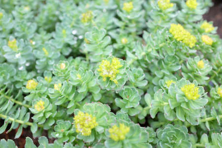 Rhodiola rosea (Crassulaceae), outdoor plantsの写真素材