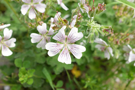 Geranium renardii (Geraniaceae), outdoor plantsの写真素材