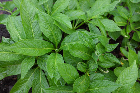 Scopolia carniolica (Solanaceae), outdoor plantsの写真素材