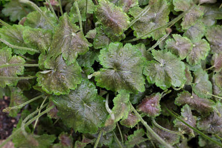 Heuchera richardsonii (Saxifraga), outdoor plantsの写真素材