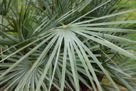 Chamaerops humilis (var. cerifera), outdoor plantsの写真素材