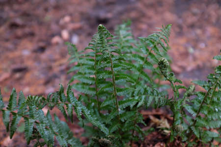 Athyrium filix - femina L. (Wodsiaceae), outdoor plantsの写真素材