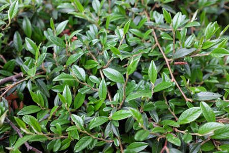 Cotoneaster salicifolius Franch. (Rosaceae), outdoor plants 2020の写真素材