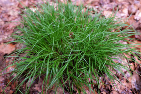 Carex montana (Cyperaceae), outdoor plants 2020の写真素材