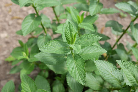 Nepeta nuda (Lamiaceae), outdoor plants 2020の写真素材