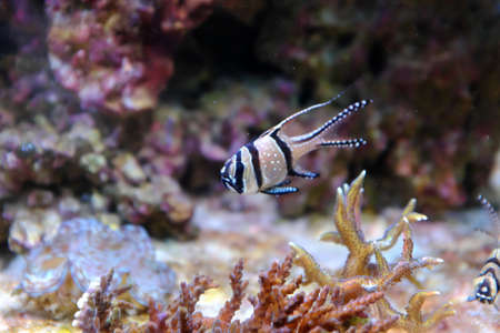 Banggai Cardinalfish, (Pterapogon kauderni)の写真素材