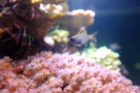 Goldtail Demoiselle, (Chrysiptera parasema)の写真素材