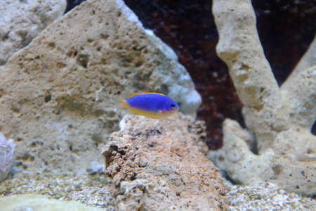Azure demoiselle, (Chrysiptera hemicyanea)の写真素材