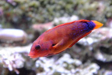 Yellowtail coris, (Coris gaimard)の写真素材