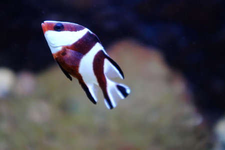 Emperor red snapper, (Lutjanus sebae)の写真素材