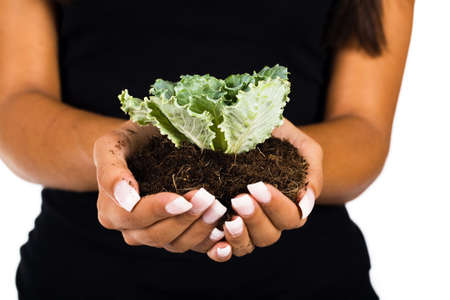 Close up of woman hands holding young plantの写真素材