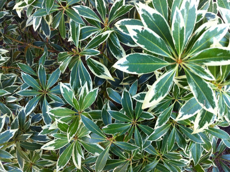 Green plantの素材