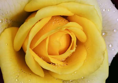 Yellow rose petalsの写真素材