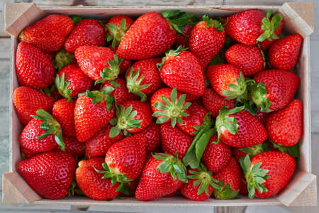 Strawberries of intense red color collected in a farmer's wooden boxの写真素材
