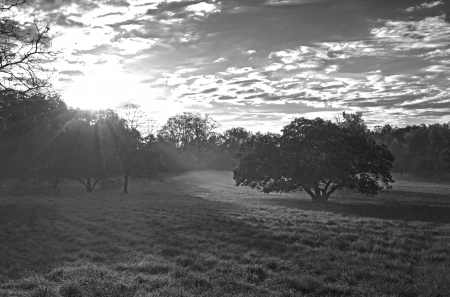 Sunrise with clouds and treeの写真素材