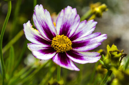 Vibrant flowerの写真素材