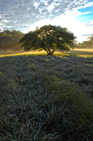 Tree at sunriseの写真素材