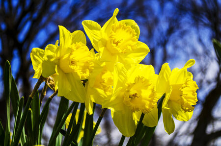 Yellow flowers with blue skyの写真素材