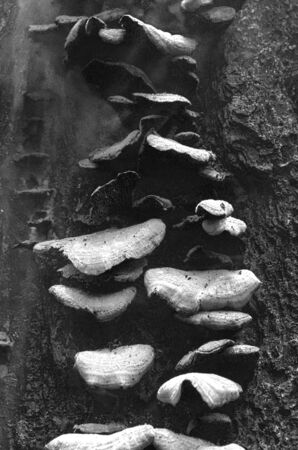 Mushrooms on side of tree at sunriseの写真素材