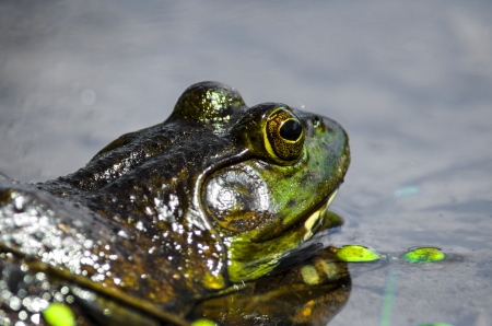 Frog soaking up the sunの写真素材