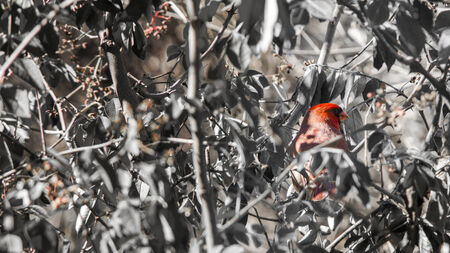 Cardinal Perched in the trees looking backの写真素材