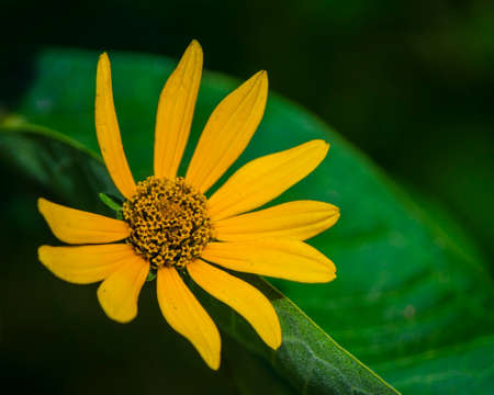 Yellow flower on green leafの写真素材