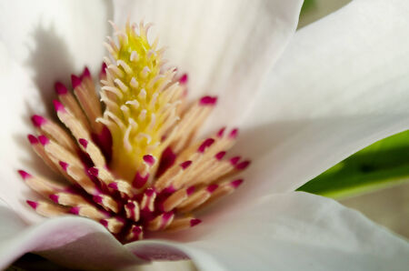 Close up of beautiful flowerの写真素材