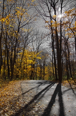 Lonely road with fall trees and sunshineの写真素材
