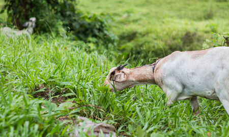 Goats are grazing the green happily in Thailand.の写真素材