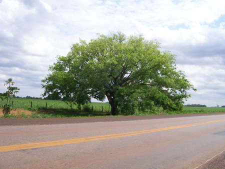 Tree Roadの写真素材