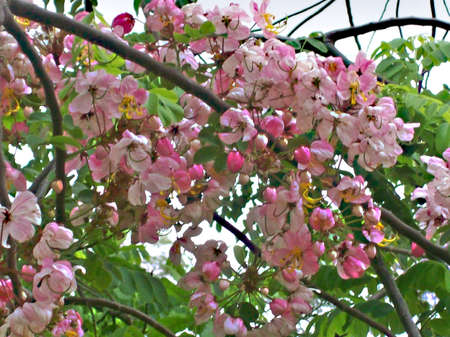 Natural Bouquetの写真素材