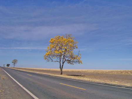 Landscape with a lone tree on the edge of Ipe Amarelo .の写真素材